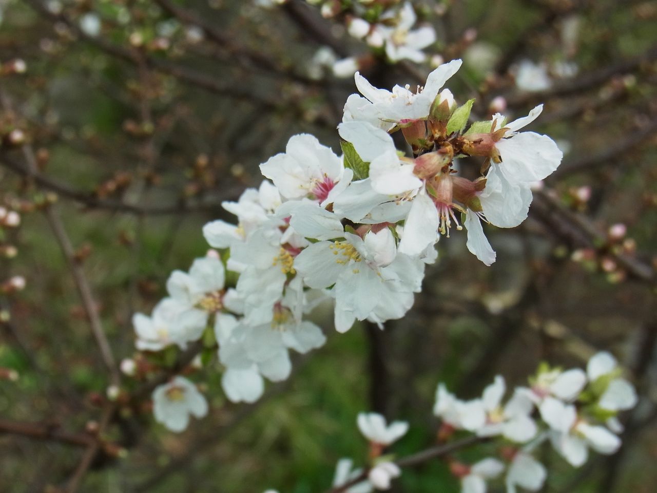 向島百花園 ゆすらうめと芍薬 先代さるく