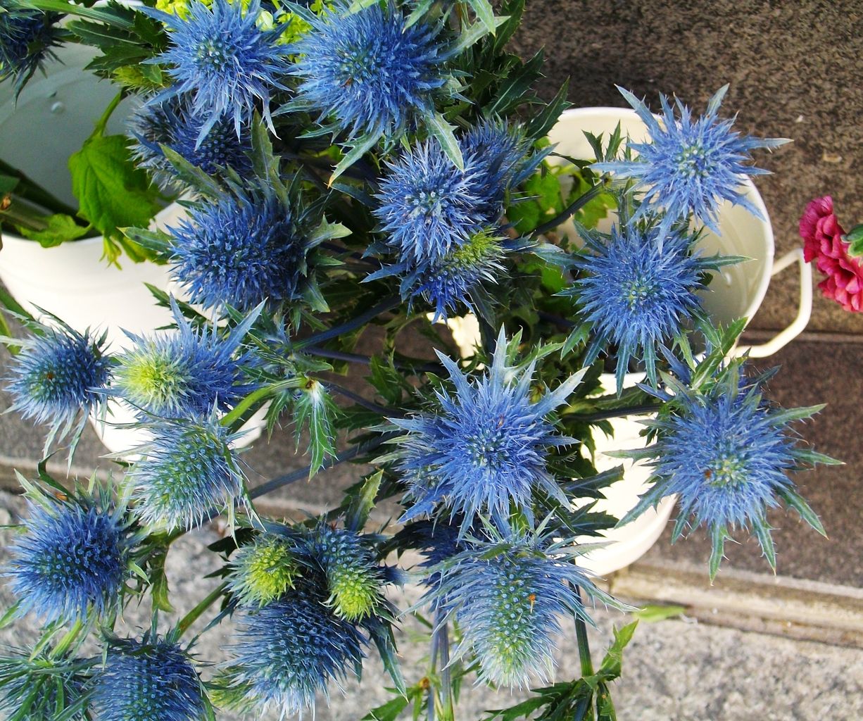 瑠璃玉薊 裏白平江帯 エキノプス ブルーボール 先代さるく 瑠璃玉薊 裏白平江帯 エキノプス ブルーボール 先代さるく