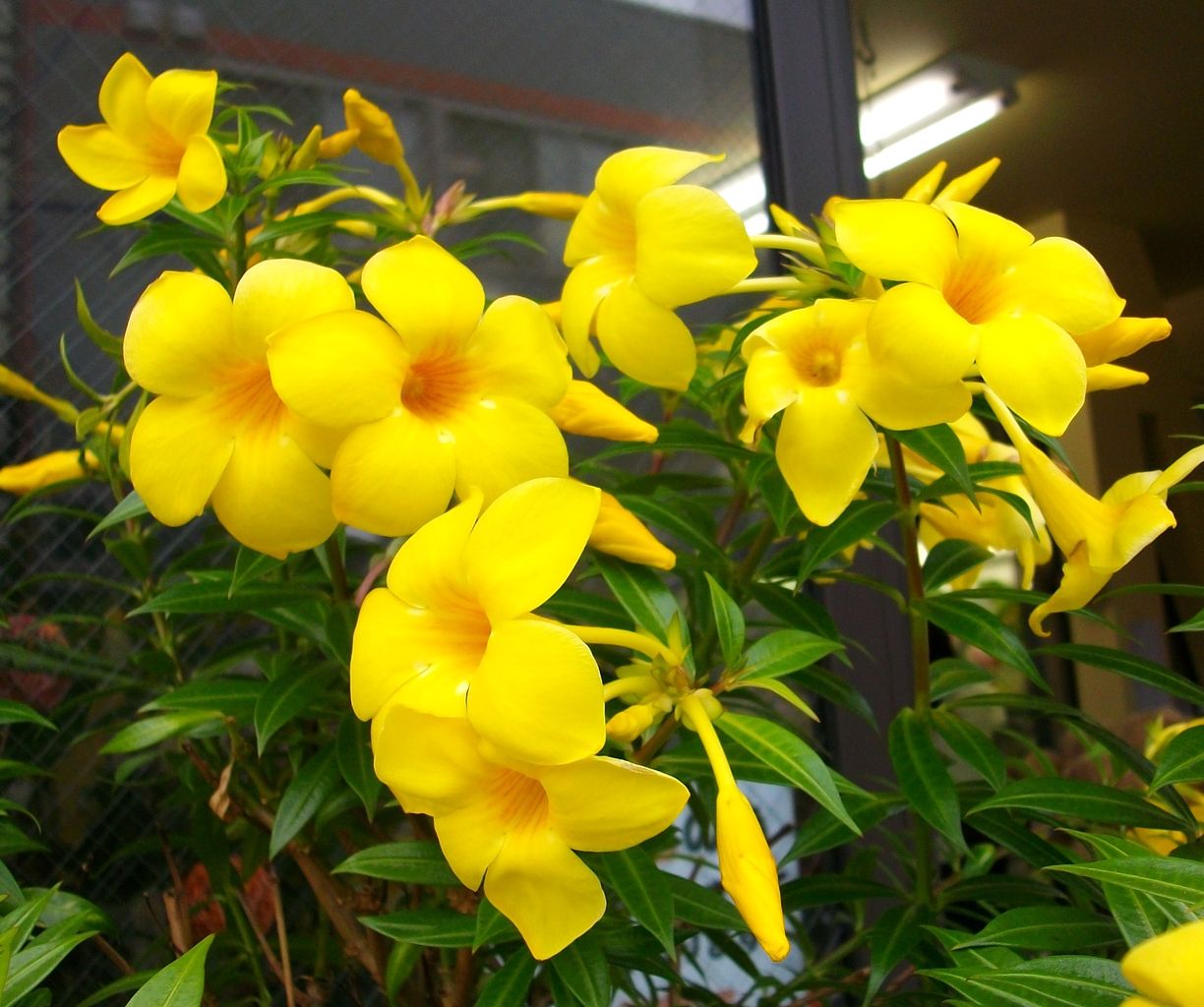 イエロー アラマンダ 有明葛 先代さるく