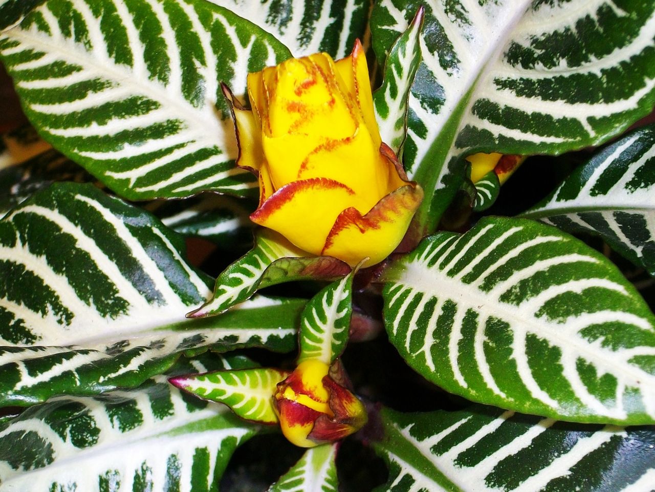 アフェランドラ ダニア 先代さるく