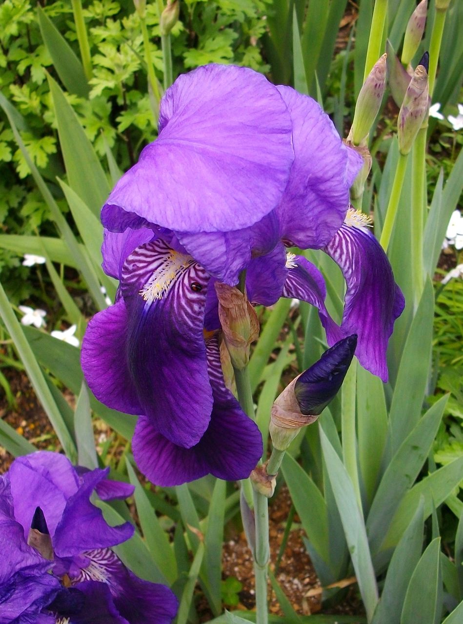 ダッチアイリス オランダ文目 先代さるく