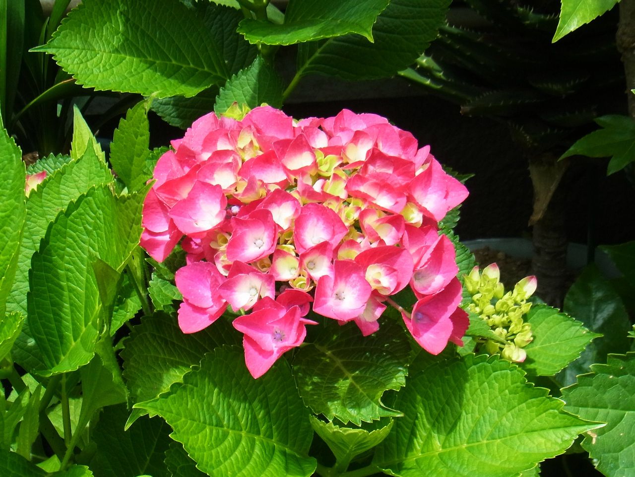 紫陽花 七変化 よひら 手毬花 先代さるく