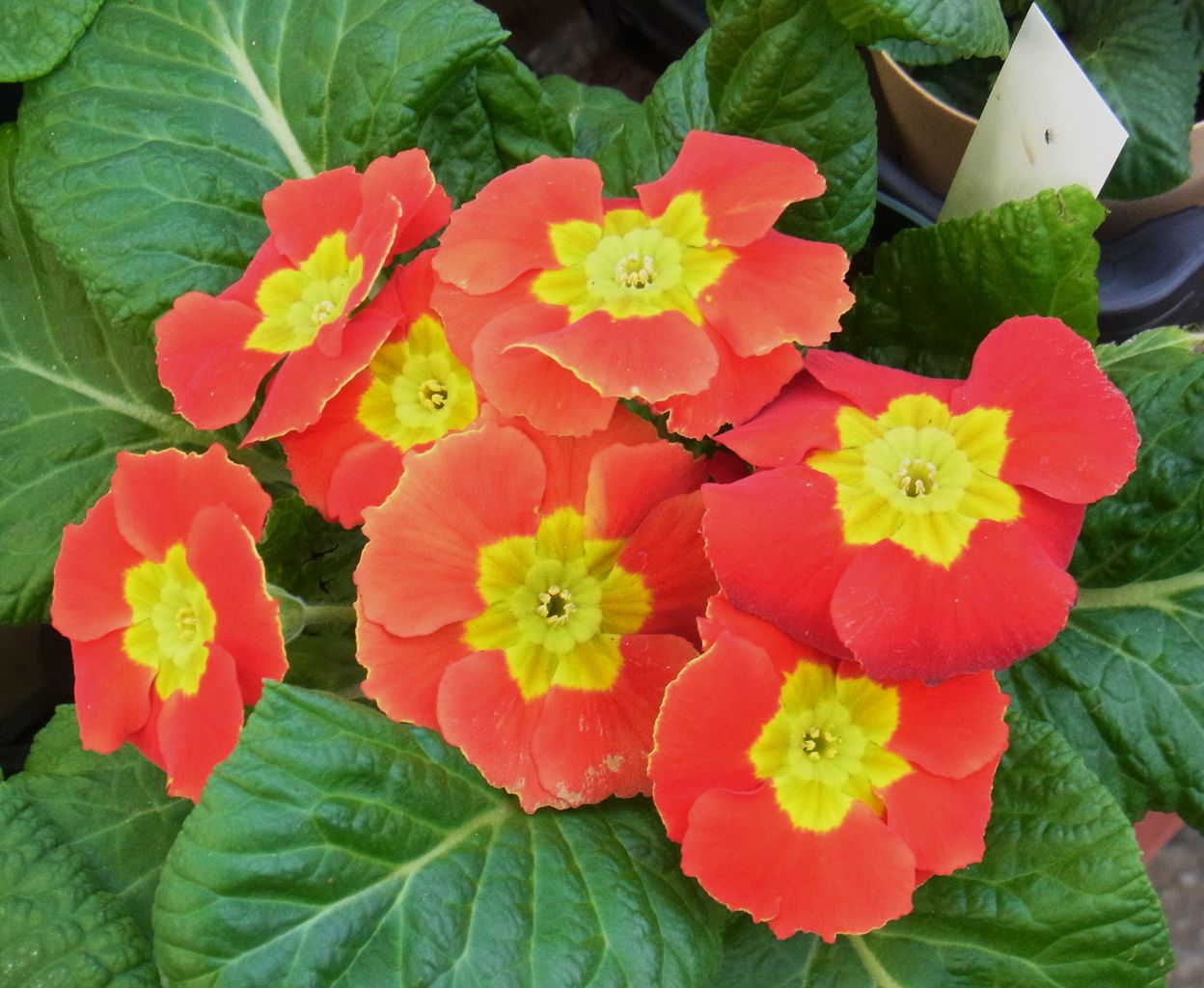 プリムラ ジュリアン ポリアンタ 先代さるく