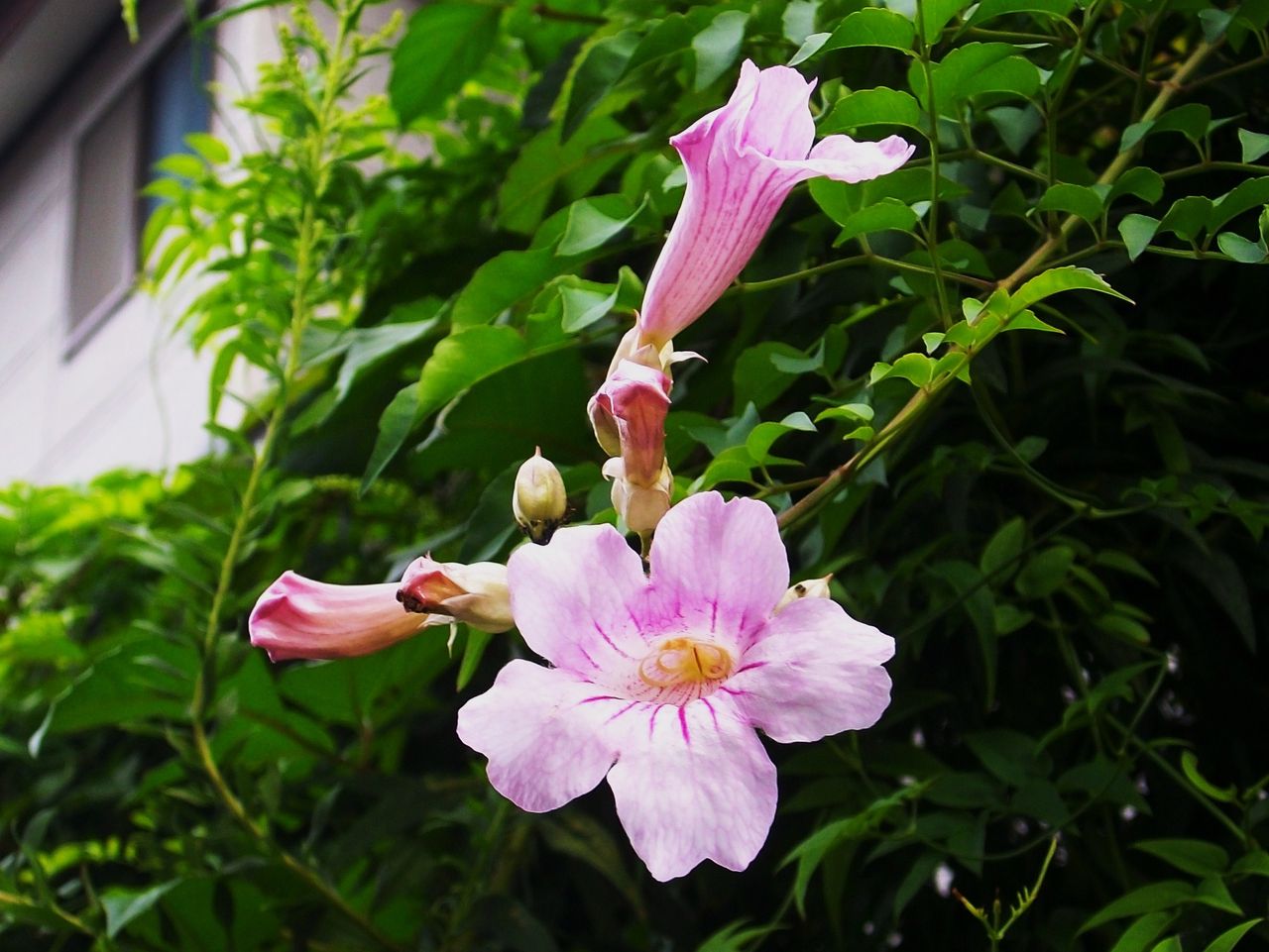 ピンクノウゼンカズラ ピンクトランペット ポドラネア 先代さるく