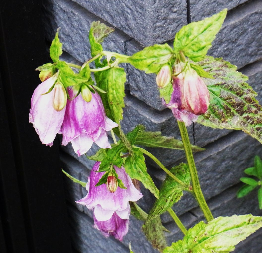 蛍袋 釣鐘草 風鈴草 提灯花 先代さるく