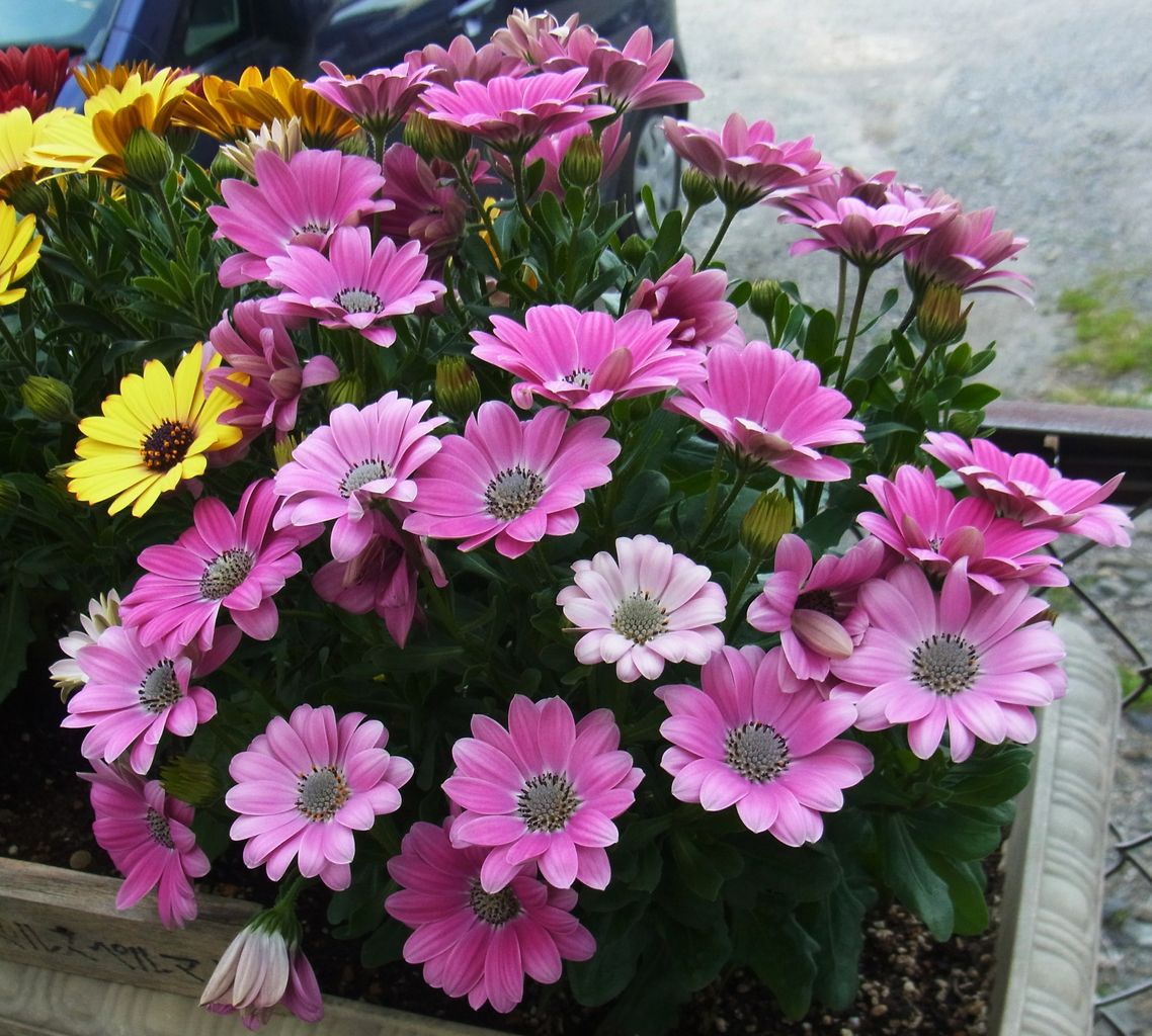 オステオスペルマム アフリカンデージー 先代さるく