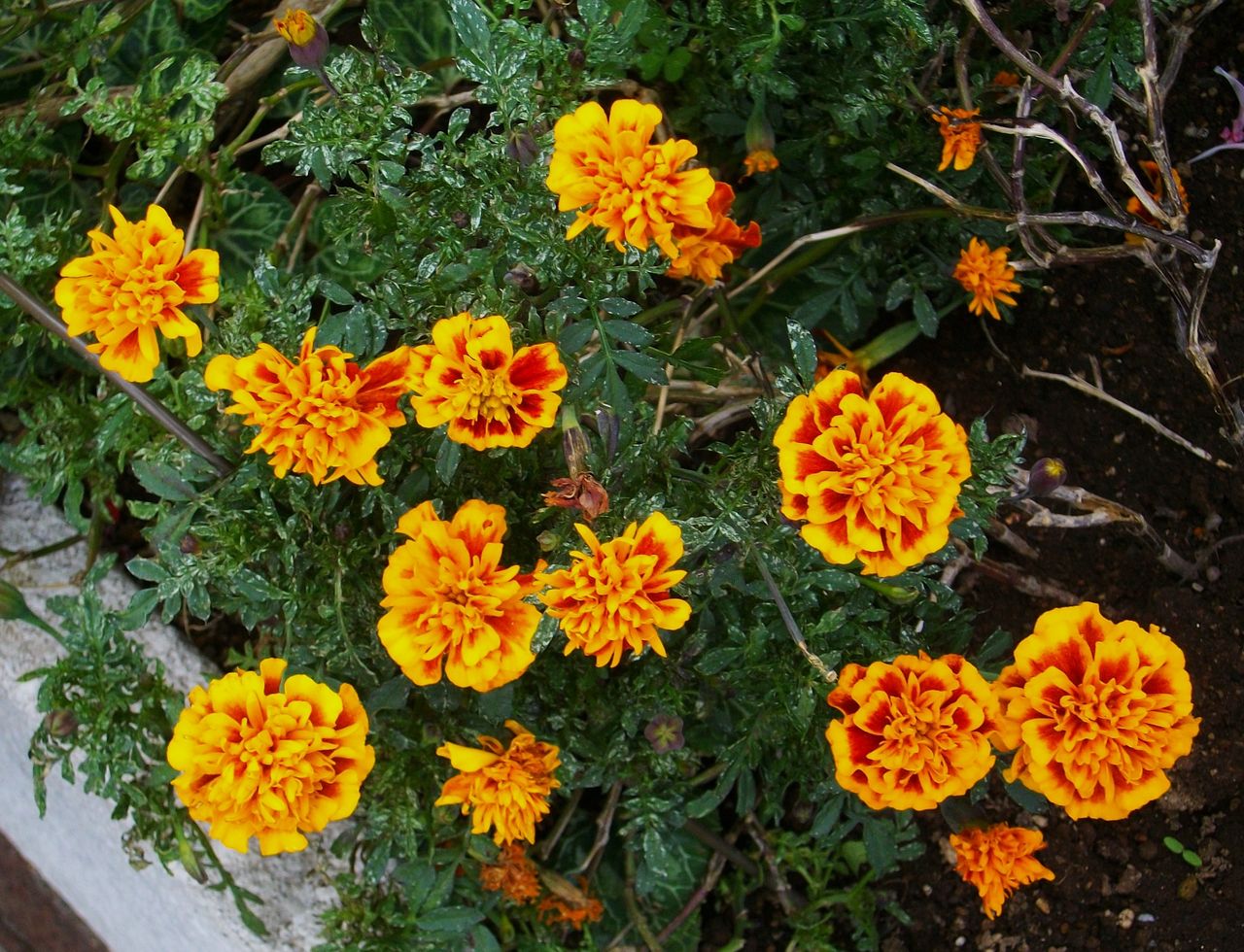 フレンチマリーゴールド 紅黄草 孔雀草 万寿菊 先代さるく フレンチマリーゴールド 紅黄草 孔雀草 万寿菊 先代さるく