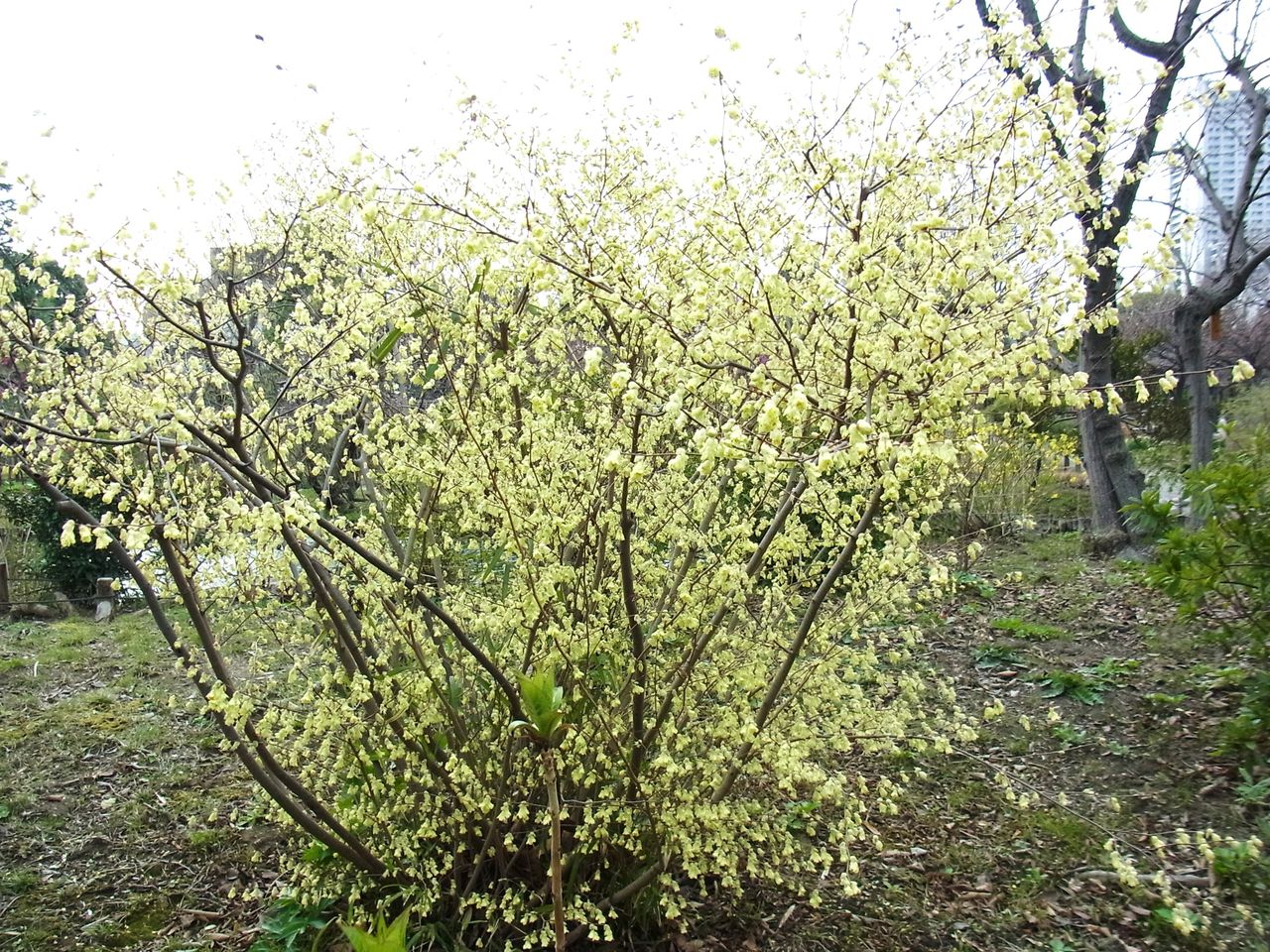向島百花園 了 日向水木 伊予水木 先代さるく