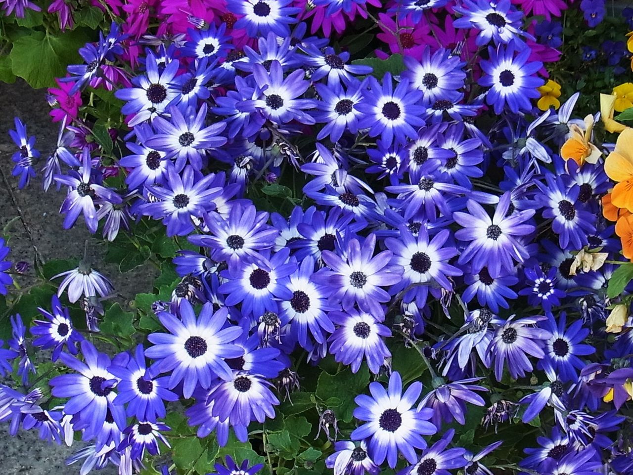 サイネリア シネラリア 先代さるく