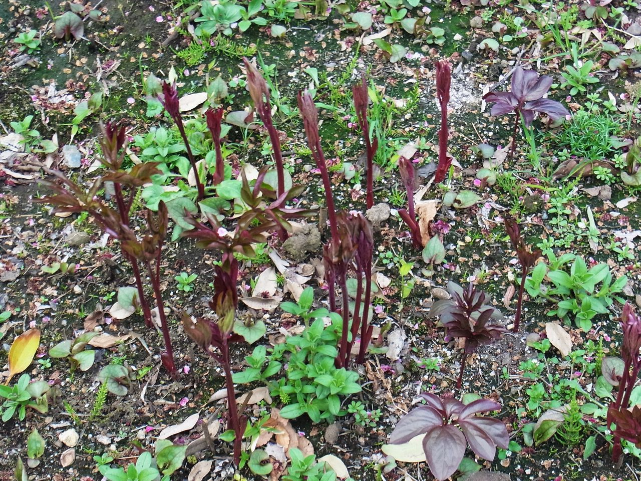 向島百花園 ゆすらうめと芍薬 先代さるく