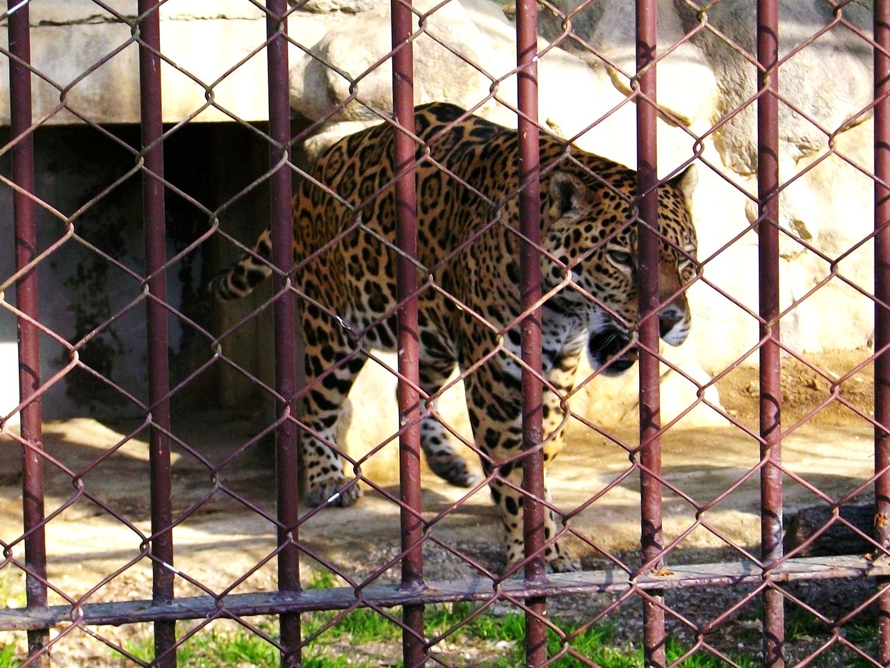 東武動物公園 ジャガー 先代さるく 東武動物公園 ジャガー 先代さるく