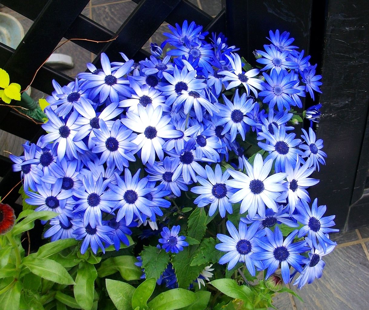 サイネリア シネラリア 富貴菊 先代さるく