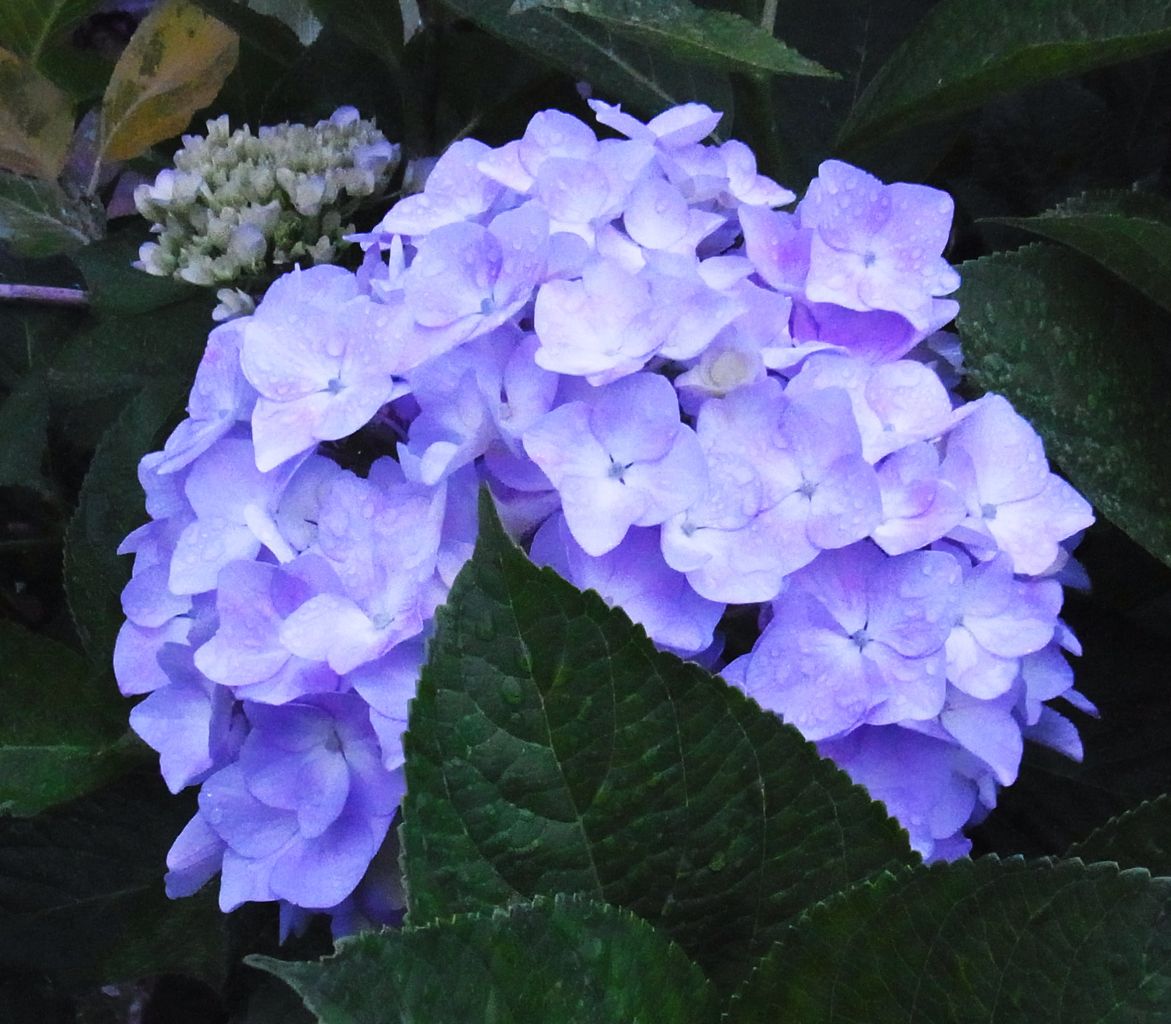 紫陽花 七変化 よひら 手毬花 先代さるく 紫陽花 七変化 よひら 手毬花 先代さるく