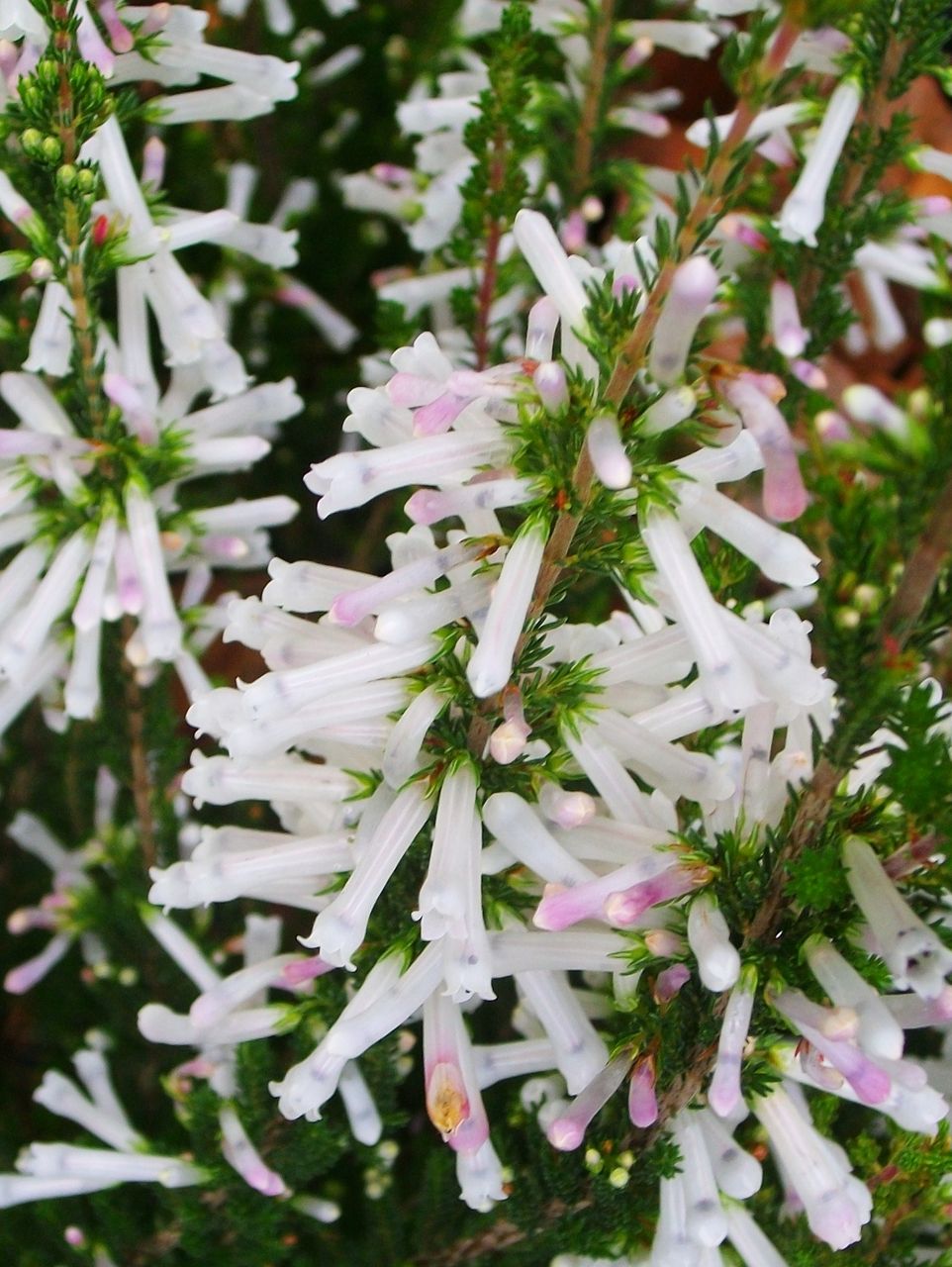 ガーデニングショー エリカ クリスマスパレード 先代さるく