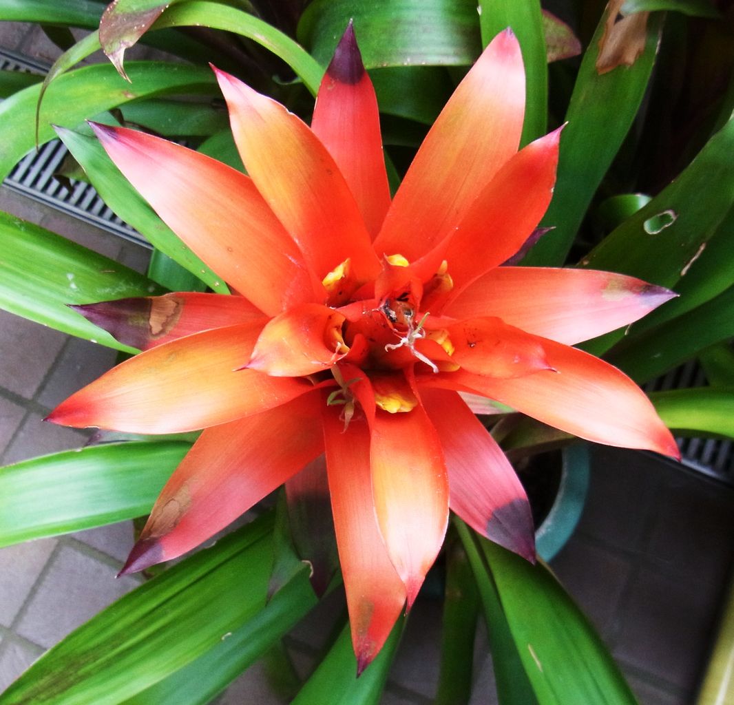 グズマニア 先代さるく