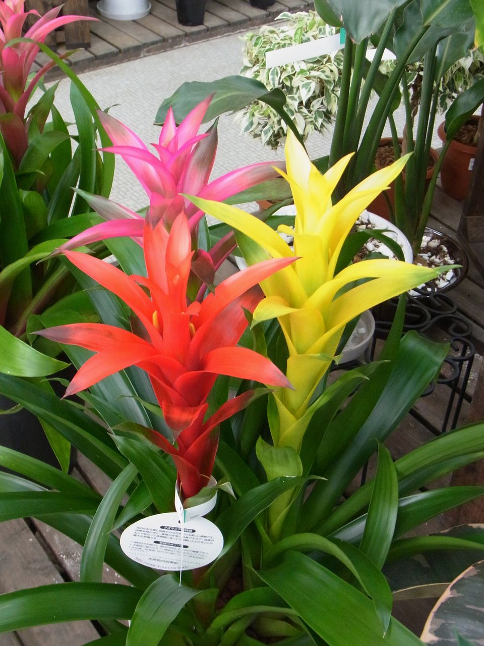 アナナス 先代さるく