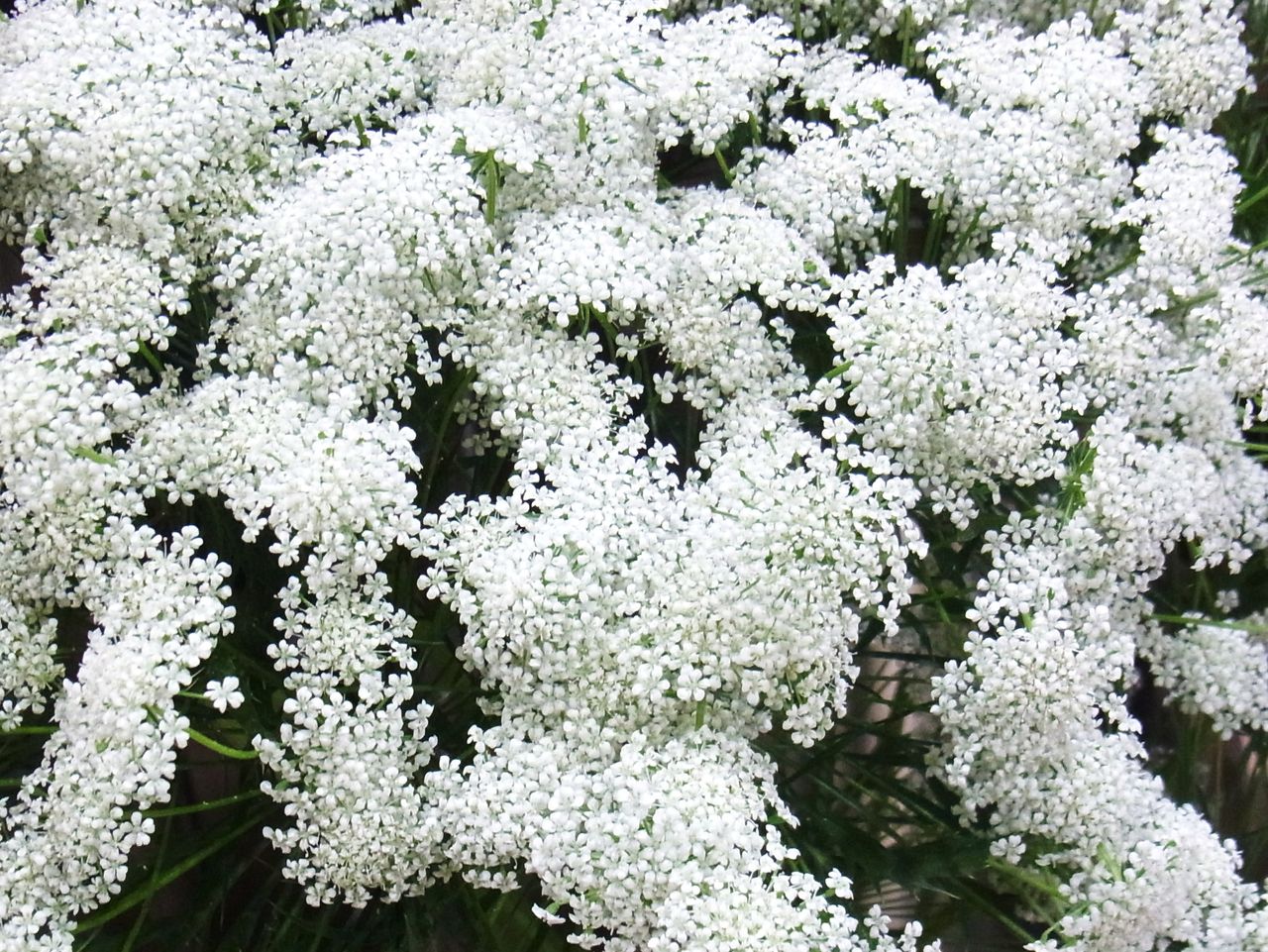 レースフラワー ドクゼリモドキ 先代さるく