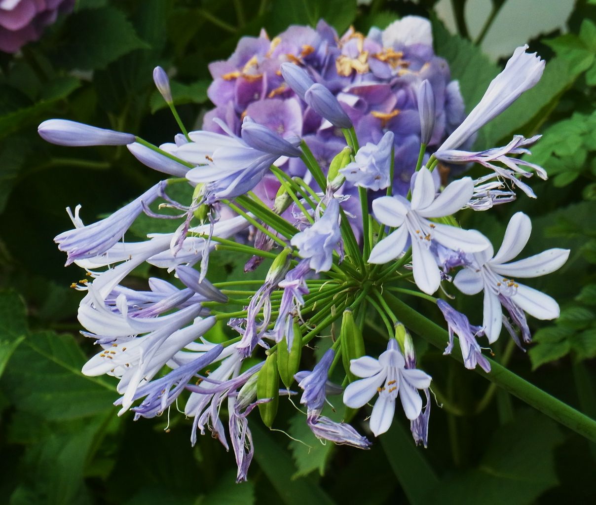 アガパンサス 紫君子蘭 先代さるく