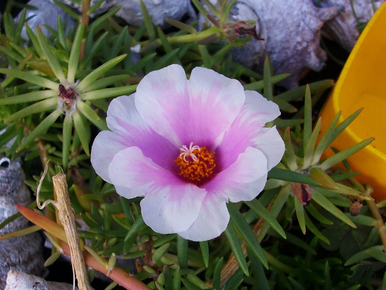 松葉牡丹 日照り草 爪切草 先代さるく