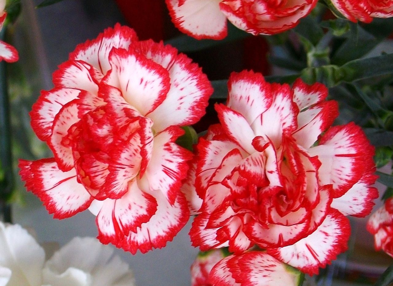 カーネーション オランダ石竹 アンジャベル 先代さるく カーネーション オランダ石竹 アンジャベル 先代さるく