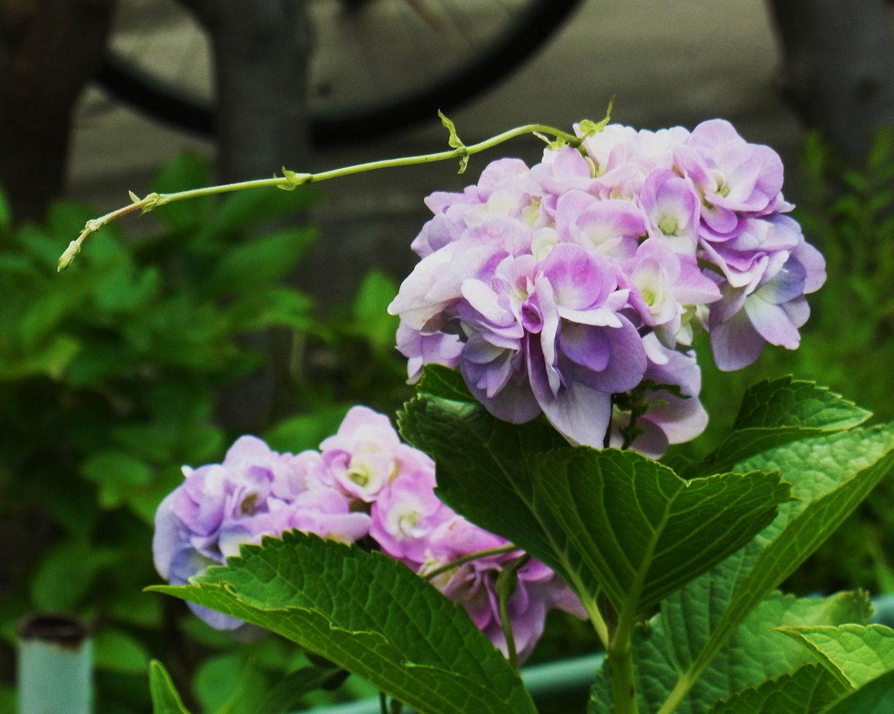 紫陽花 四葩 七変化 先代さるく 紫陽花 四葩 七変化 先代さるく