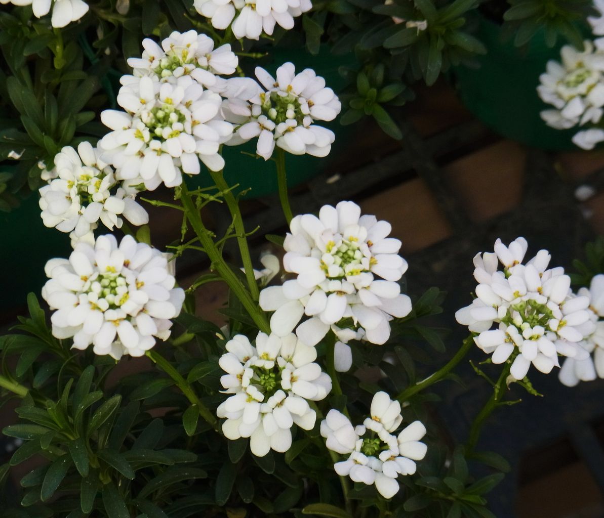 イベリス キャンディタフト 屈曲花 マガリバナ 先代さるく