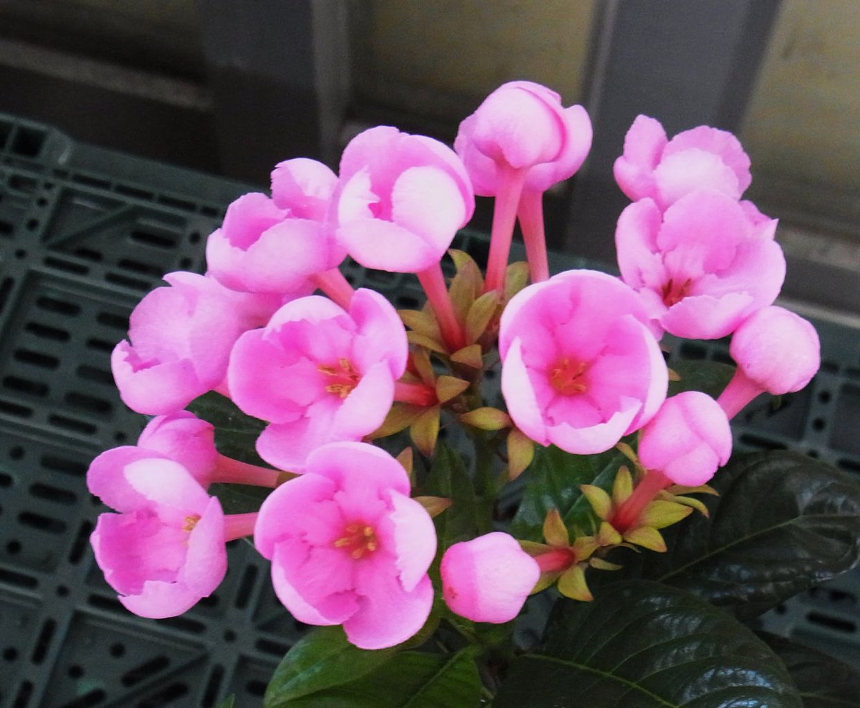 ルクリア アッサム匂い桜 先代さるく