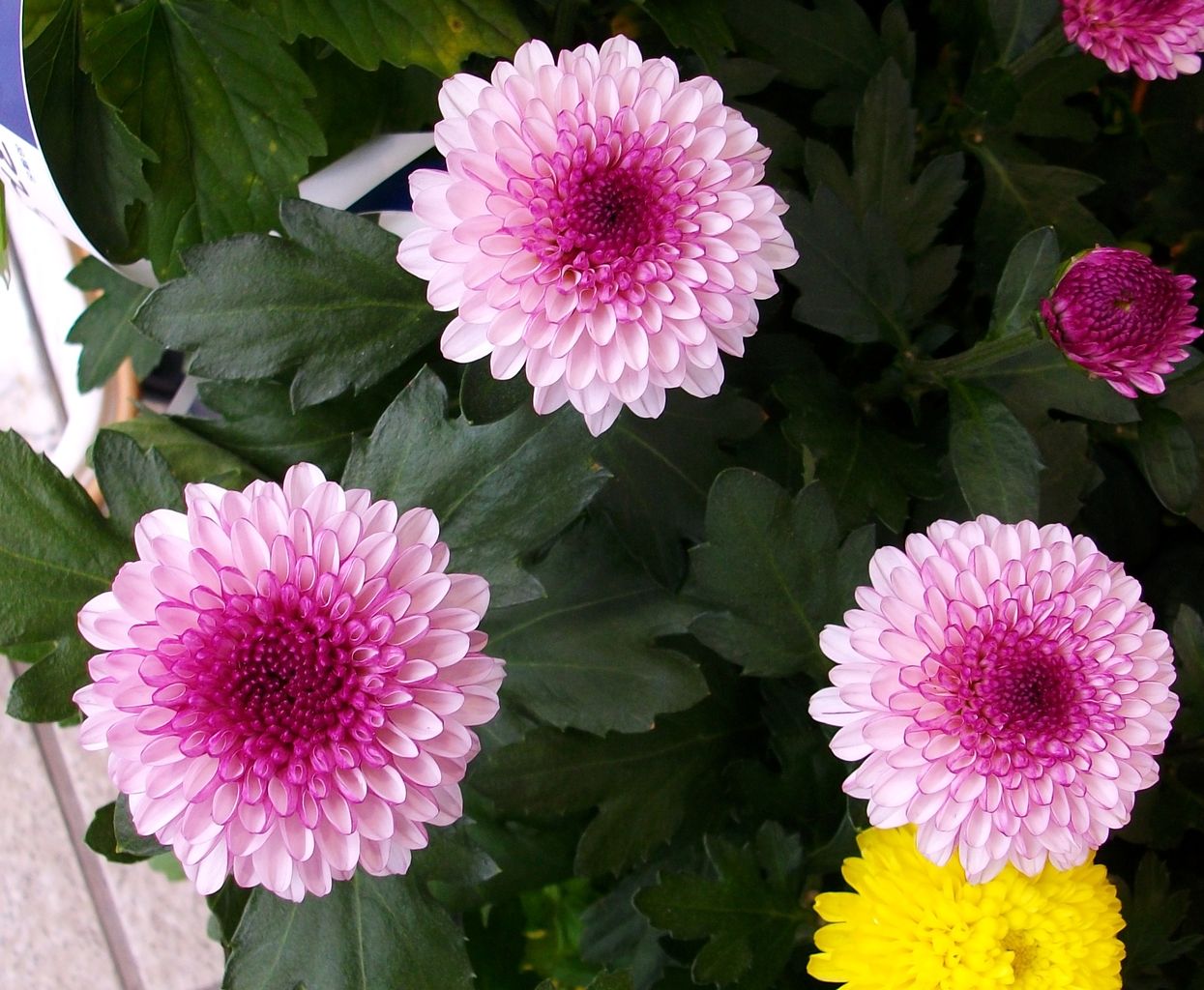 ポンポン菊 ポンポンマム 先代さるく ポンポン菊 ポンポンマム 先代さるく