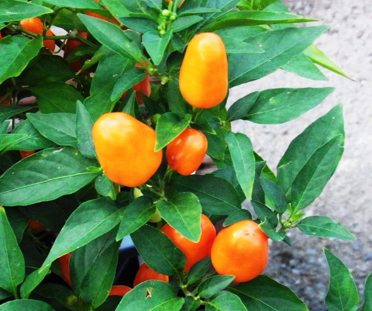 五色唐辛子 観賞用唐辛子 先代さるく