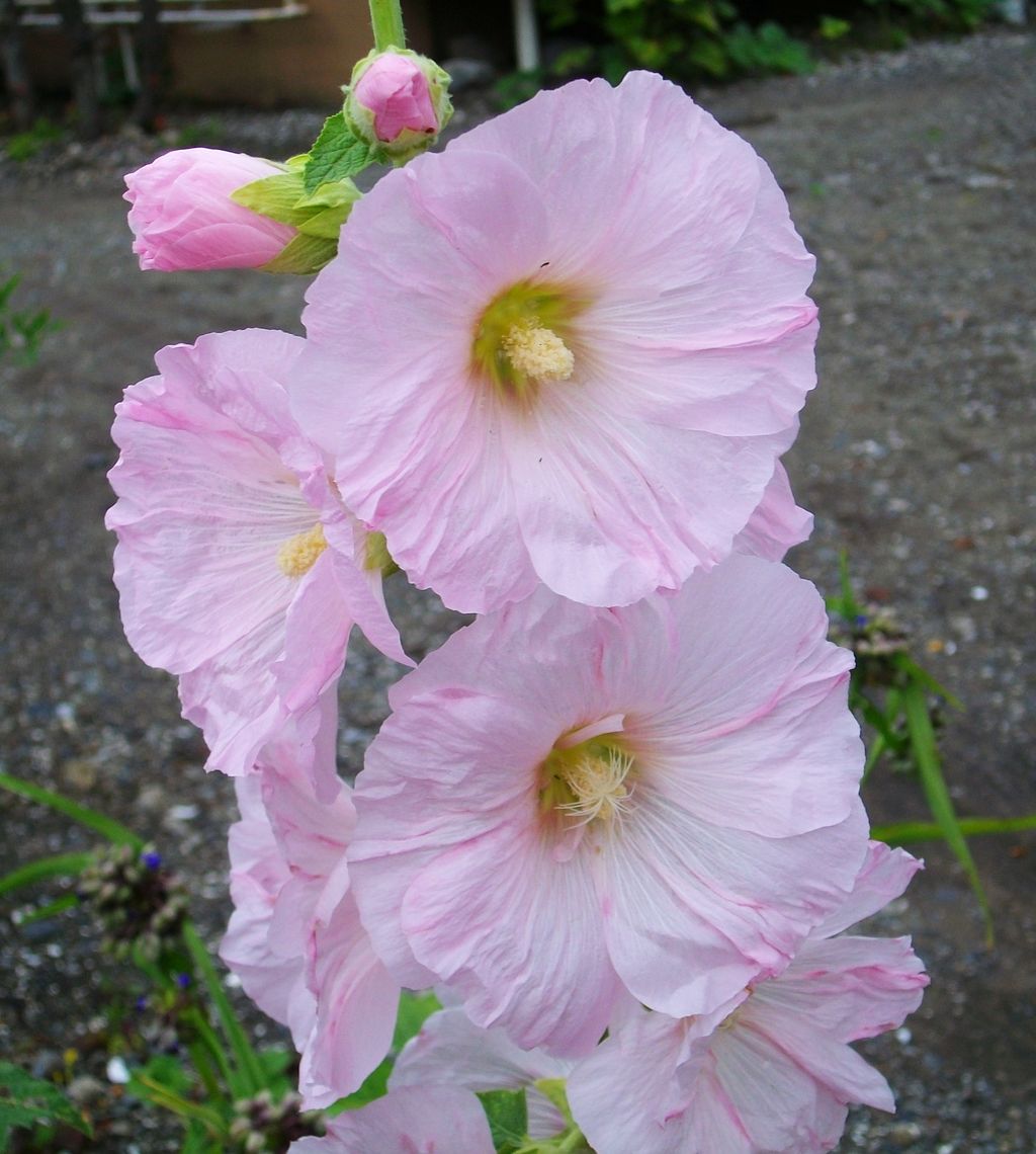 立葵 葵 梅雨葵 花葵 ホリホック 先代さるく