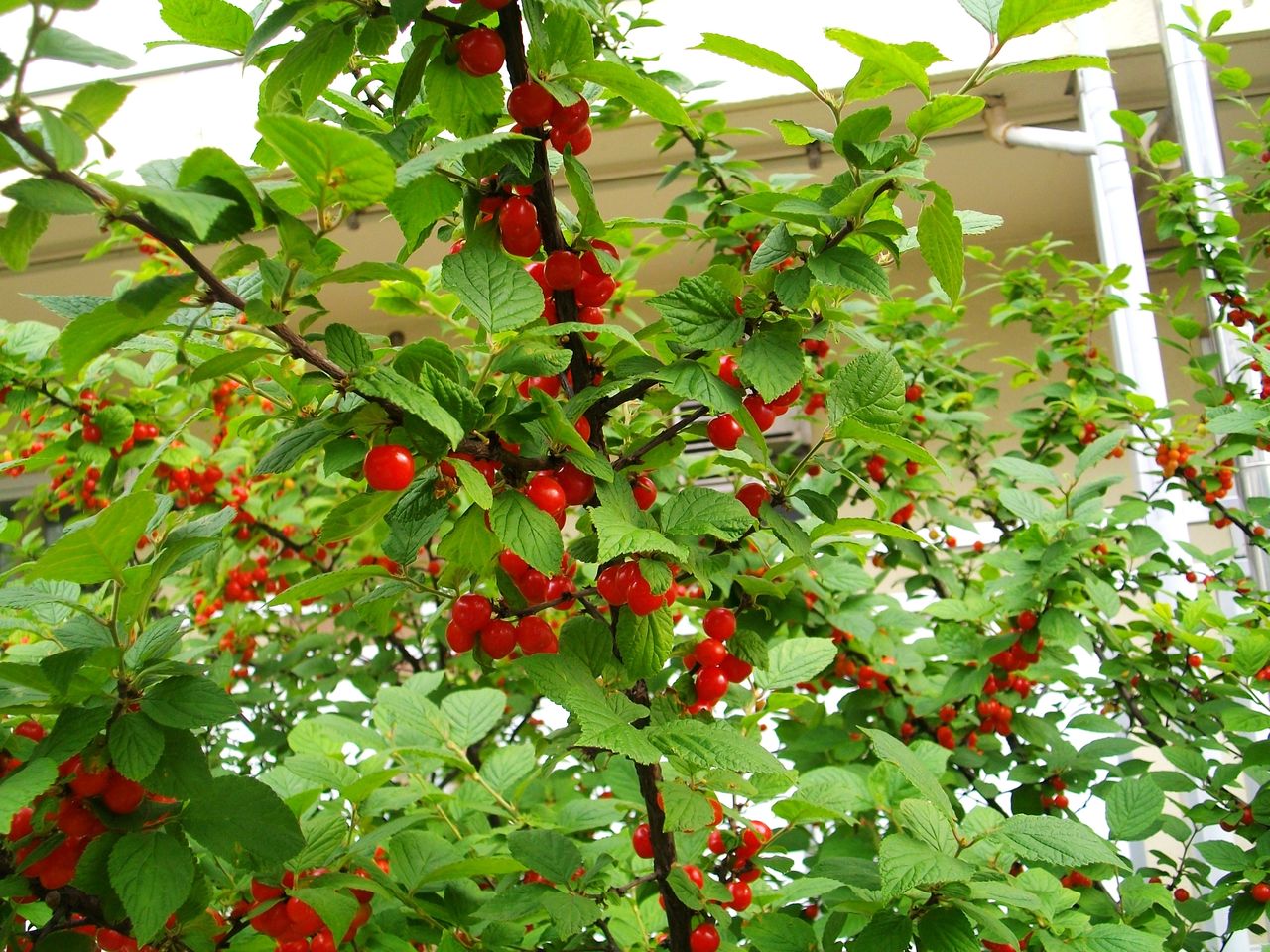 梅桃 山桜桃梅 ゆすらうめ 先代さるく