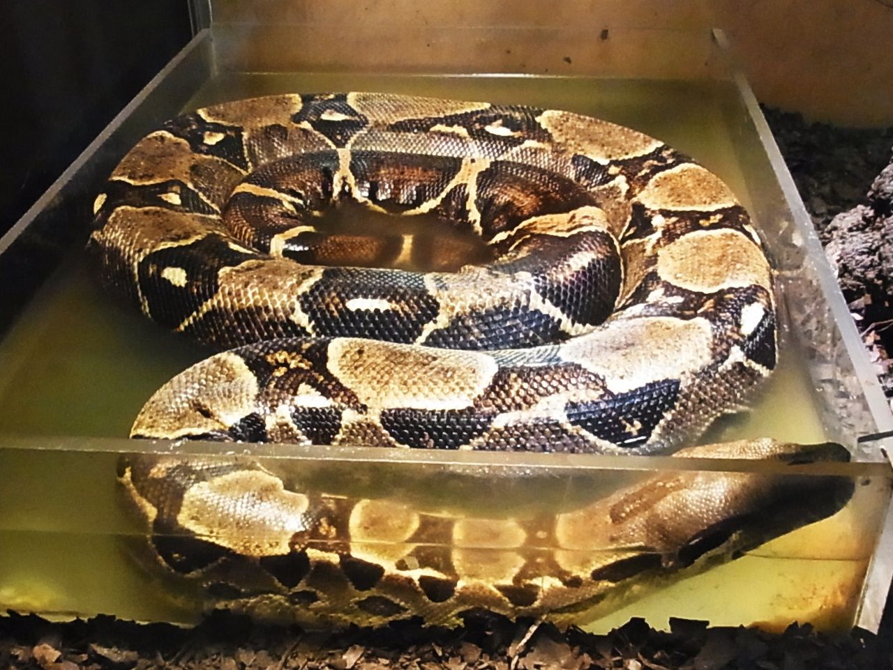 街の動物 蛇 ６１ ボアコンストリクター 先代さるく