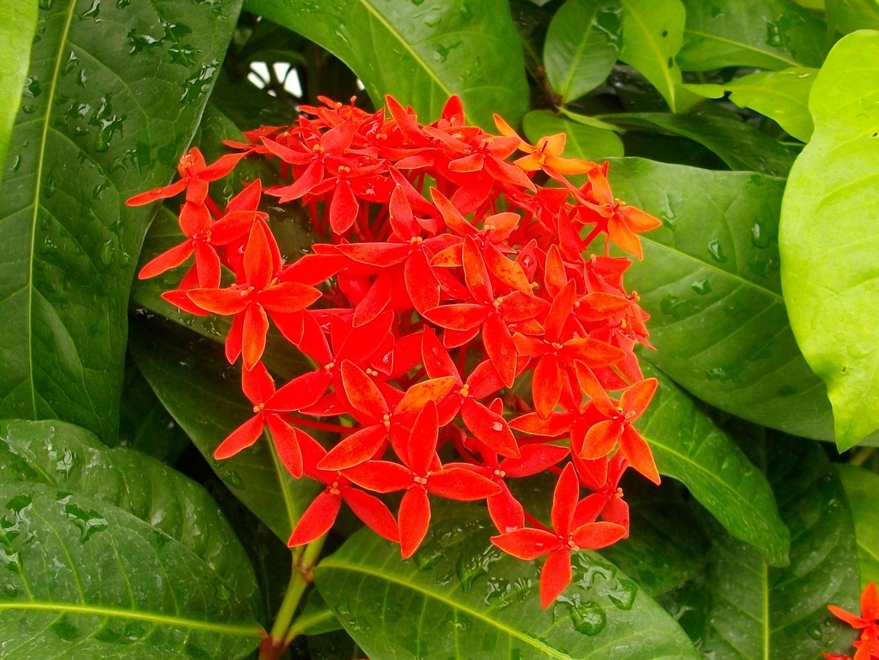 東京さるく 366 新宿御苑の花 3 大温室 先代さるく 東京さるく 366 新宿御苑の花 3 大温室 先代さるく