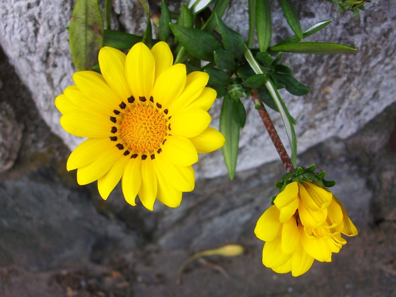 カザニア 勲章菊 先代さるく カザニア 勲章菊 先代さるく