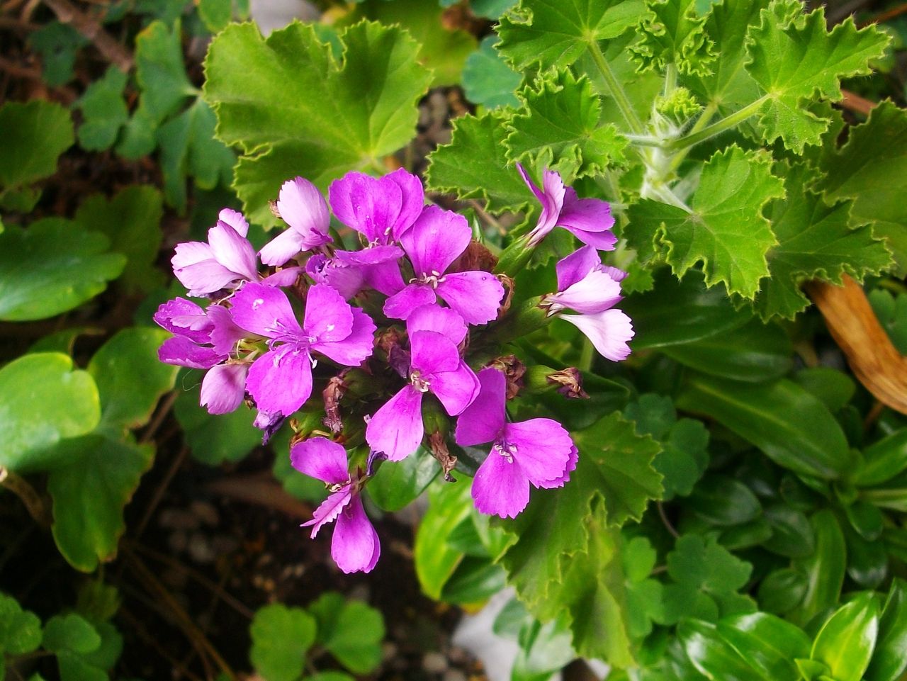 紫花菜 大紫羅欄花 諸葛菜 花大根 先代さるく