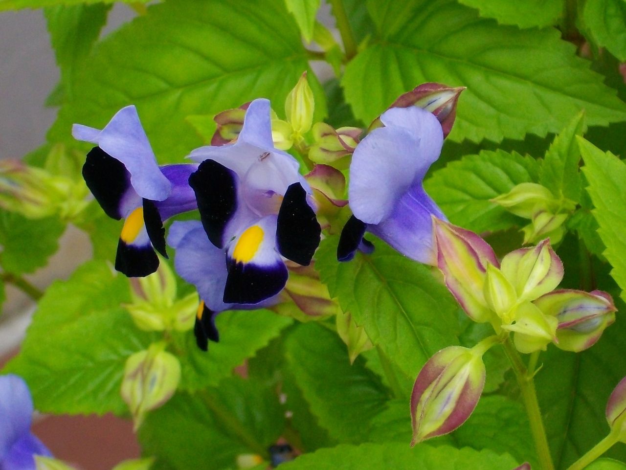 トレニア 花瓜草 蔓瓜草 夏菫 先代さるく トレニア 花瓜草 蔓瓜草 夏菫 先代さるく