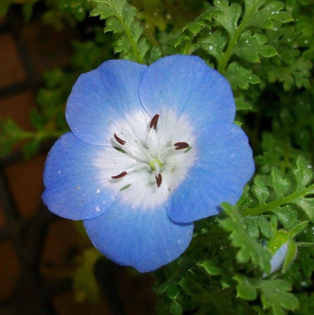ネモフィラ 瑠璃唐草 小紋唐草 先代さるく