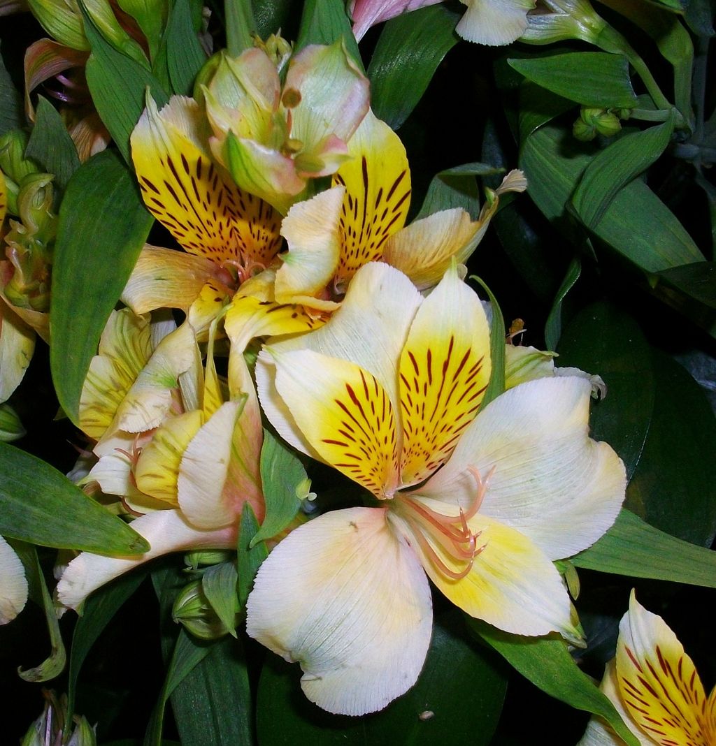 アルストロメリア 百合水仙 夢百合草 インカの百合 先代さるく