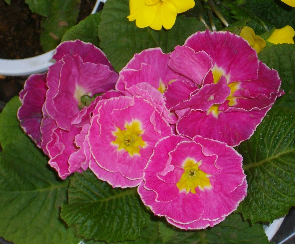 プリムラ ジュリアン 先代さるく