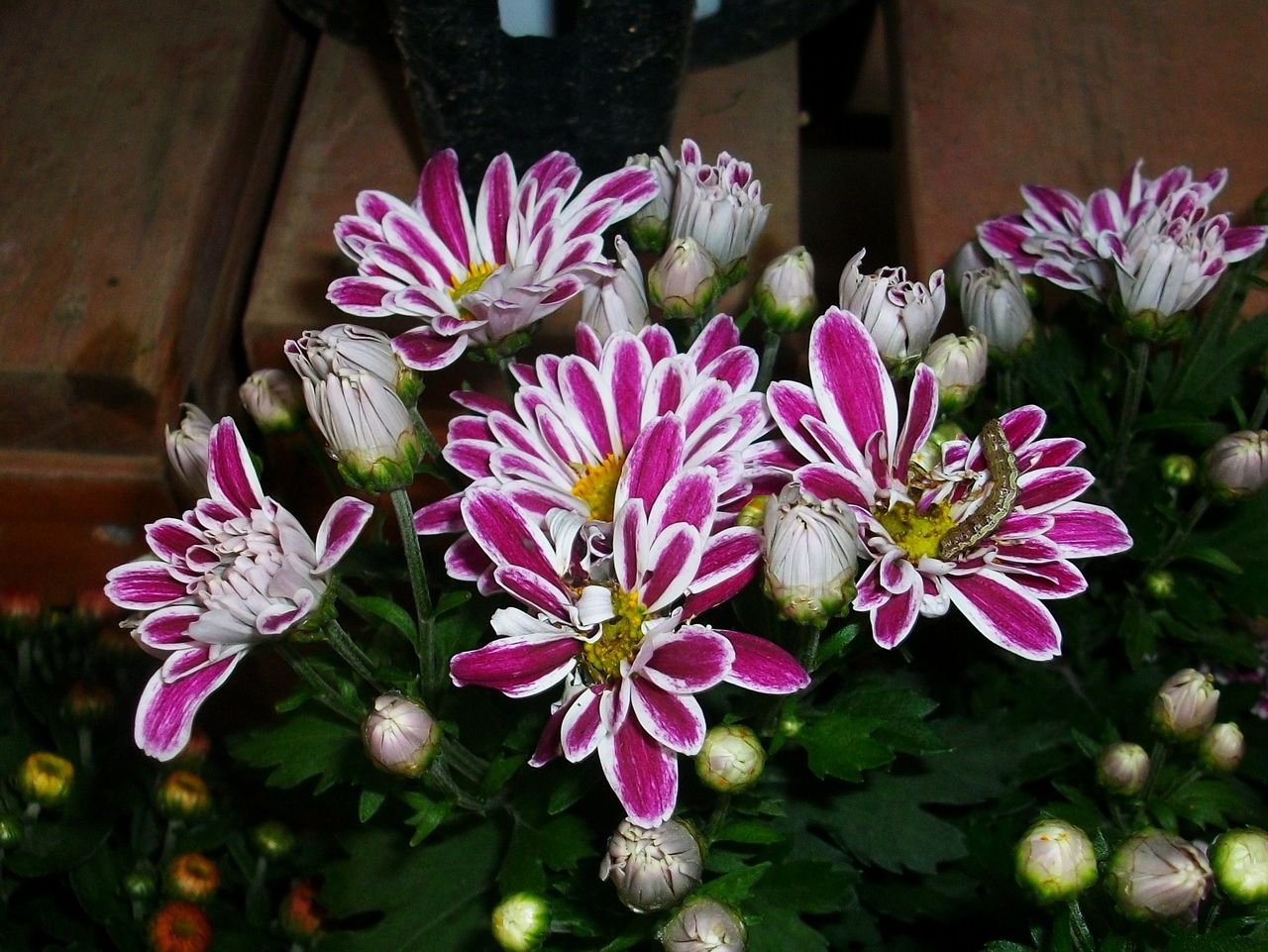 スプレー菊 スプレーマム 先代さるく スプレー菊 スプレーマム 先代さるく