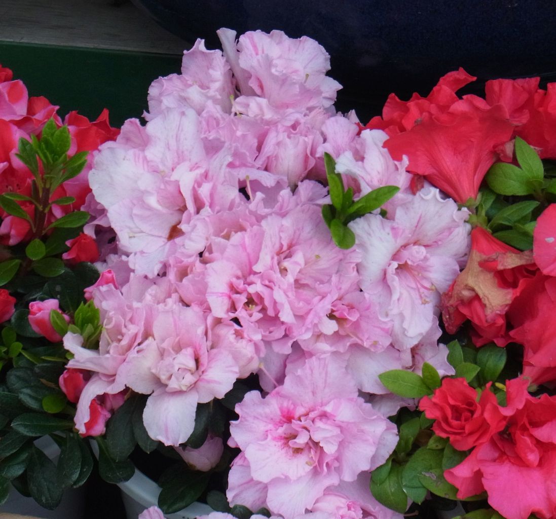 アザレア 西洋ツツジ 先代さるく アザレア 西洋ツツジ 先代さるく