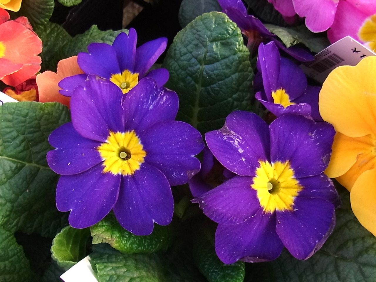 プリムラ オブコニカ 常盤桜 四季咲き桜草 先代さるく