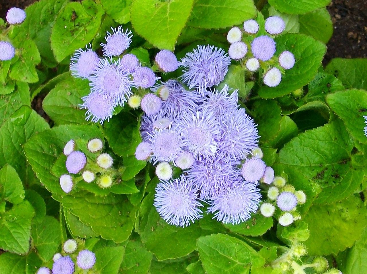 アゲラタム アゲラツム カッコウアザミ 先代さるく