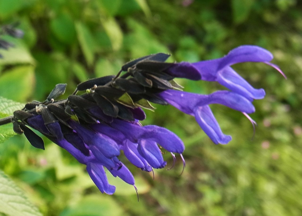 サルビア ガラニチカ メドーセージ 先代さるく