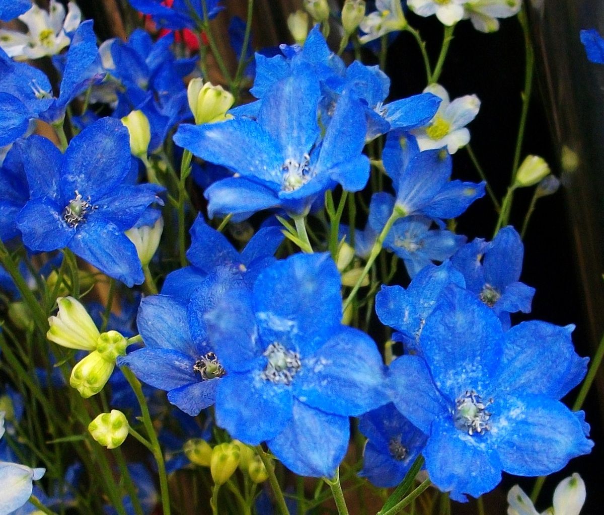 デルフィニウム 大飛燕草 先代さるく デルフィニウム 大飛燕草 先代さるく