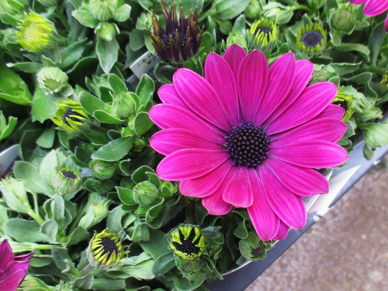 オステオスペルマム アフリカンデージー 先代さるく