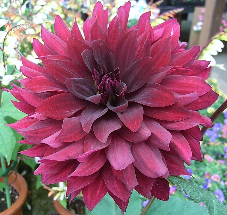 ダリア 黒蝶 先代さるく