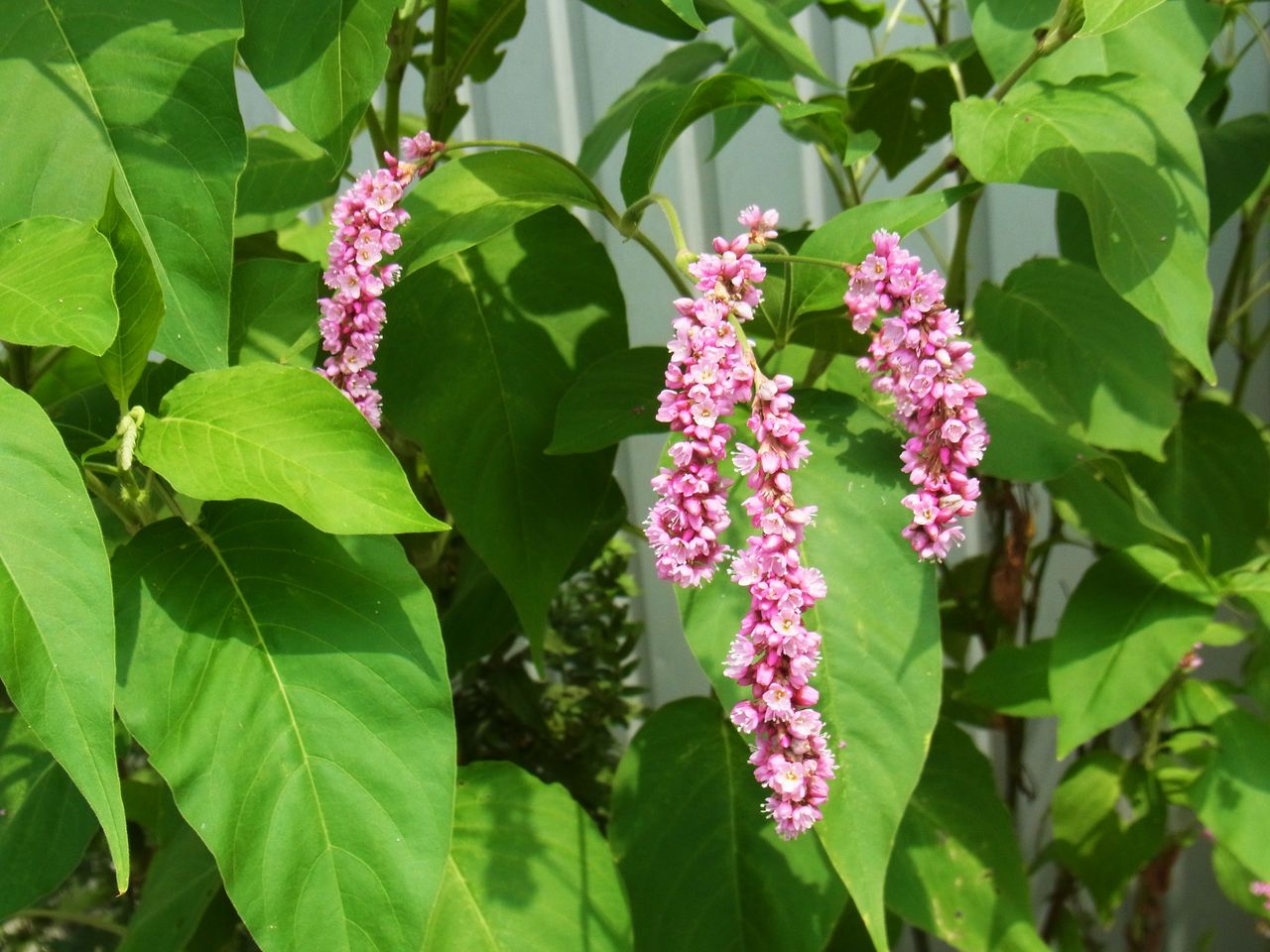 赤のまんま 赤まんま 赤のまま 犬蓼の花 先代さるく