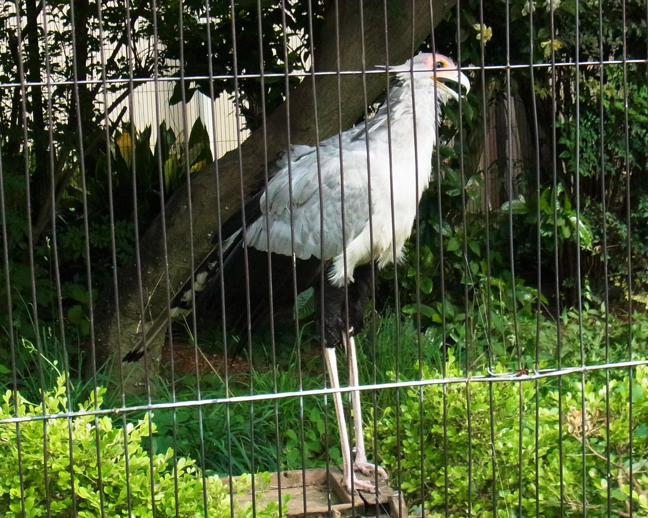 上野動物園 アンデスイワドリ と ヘビクイワシ 先代さるく 上野動物園 アンデスイワドリ と ヘビクイワシ 先代さるく