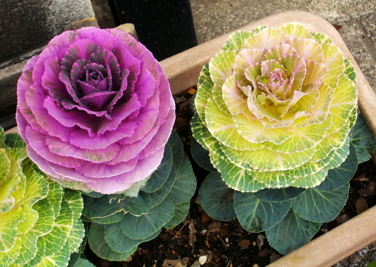 葉牡丹 花キャベツ 先代さるく 葉牡丹 花キャベツ 先代さるく